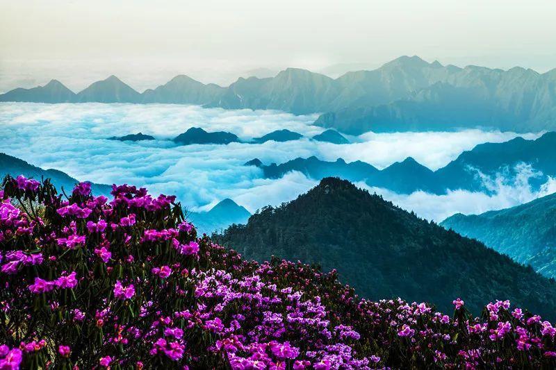 九十岁的老年人送什么样的鲜花最好啊？什么花呢，游戏画面